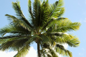 coconut_palm
