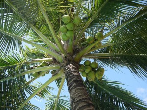 coconut_tree