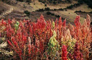Quinoa växt